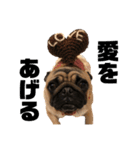 I am pug.My name is Daniel.（個別スタンプ：14）