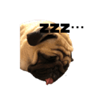 I am pug.My name is Daniel.（個別スタンプ：15）