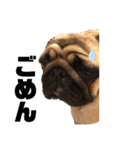 I am pug.My name is Daniel.（個別スタンプ：16）