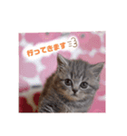 パフェ スコティッシュ（個別スタンプ：1）