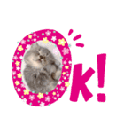 パフェ スコティッシュ（個別スタンプ：6）