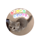 パフェ スコティッシュ（個別スタンプ：7）
