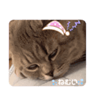 パフェ スコティッシュ（個別スタンプ：13）
