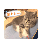 パフェ スコティッシュ（個別スタンプ：14）