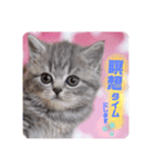 パフェ スコティッシュ（個別スタンプ：16）