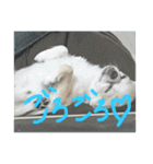 みーあーくぅ（個別スタンプ：23）