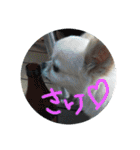 みーあーくぅ（個別スタンプ：24）