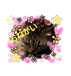 ふぅちゃんずぅ（個別スタンプ：3）