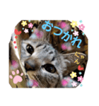 ふぅちゃんずぅ（個別スタンプ：15）