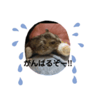 癒しなごみハムスタースタンプ2（個別スタンプ：6）