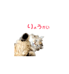 ラガマフィンのココちゃん（個別スタンプ：1）