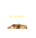 ラガマフィンのココちゃん（個別スタンプ：2）