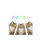 ラガマフィンのココちゃん（個別スタンプ：8）
