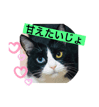 はちわれ猫・桜姫の優雅な日々（個別スタンプ：1）