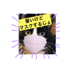 はちわれ猫・桜姫の優雅な日々（個別スタンプ：2）