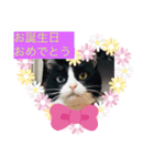 はちわれ猫・桜姫の優雅な日々（個別スタンプ：3）