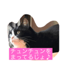 はちわれ猫・桜姫の優雅な日々（個別スタンプ：4）