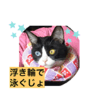 はちわれ猫・桜姫の優雅な日々（個別スタンプ：5）