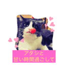 はちわれ猫・桜姫の優雅な日々（個別スタンプ：6）
