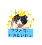 はちわれ猫・桜姫の優雅な日々（個別スタンプ：7）