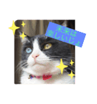 はちわれ猫・桜姫の優雅な日々（個別スタンプ：8）
