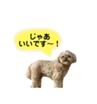 おしゃべりムギスタンプ（個別スタンプ：1）
