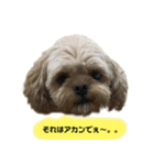 おしゃべりムギスタンプ（個別スタンプ：2）