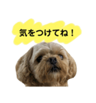 おしゃべりムギスタンプ（個別スタンプ：7）
