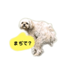 おしゃべりムギスタンプ（個別スタンプ：8）