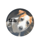 dash+（個別スタンプ：7）