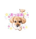 ほのぼのoimo No.2（個別スタンプ：1）