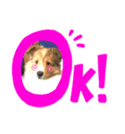 パピシェル⑤王子の【連絡編】（個別スタンプ：3）