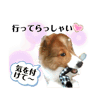 パピシェル⑤王子の【連絡編】（個別スタンプ：12）
