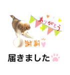 パピシェル⑤王子の【連絡編】（個別スタンプ：14）