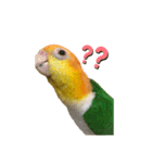 シロハラインコ、ズグロシロハラインコ（個別スタンプ：2）