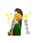 シロハラインコ、ズグロシロハラインコ（個別スタンプ：3）