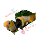 シロハラインコ、ズグロシロハラインコ（個別スタンプ：4）
