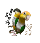 シロハラインコ、ズグロシロハラインコ（個別スタンプ：5）
