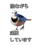 鳥トーク2（BIG）（個別スタンプ：11）