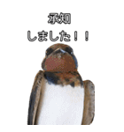 鳥トーク2（BIG）（個別スタンプ：14）