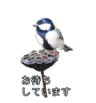 鳥トーク2（BIG）（個別スタンプ：37）