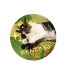 まりもとあそぼ。（個別スタンプ：1）