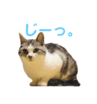 まりもとあそぼ。（個別スタンプ：3）