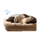 まりもとあそぼ。（個別スタンプ：4）