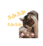 まりもとあそぼ。（個別スタンプ：5）