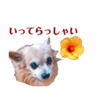ハル′s STAMP（個別スタンプ：1）