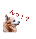 ハル′s STAMP（個別スタンプ：7）