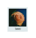 flowers Polaroid（個別スタンプ：1）