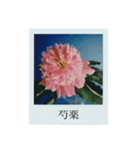 flowers Polaroid（個別スタンプ：5）