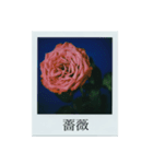 flowers Polaroid（個別スタンプ：6）